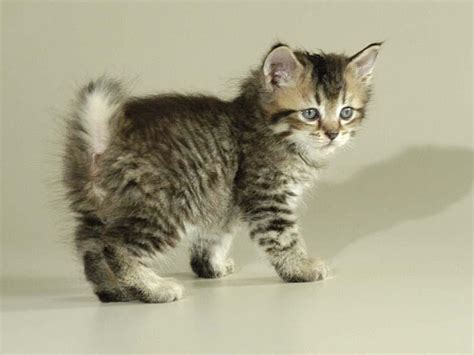 little pixie kitten videos|pixie bobcats pictures.